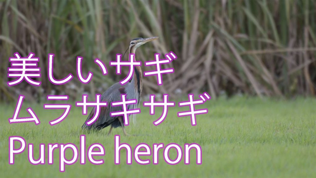 【美しいサギ】 ムラサキサギ Purple heron