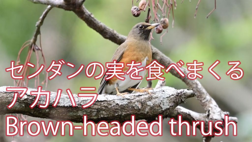 センダンの実を食べまくるアカハラ Brown-headed thrush