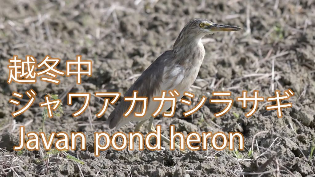 【越冬中】 ジャワアカガシラサギ Javan pond heron