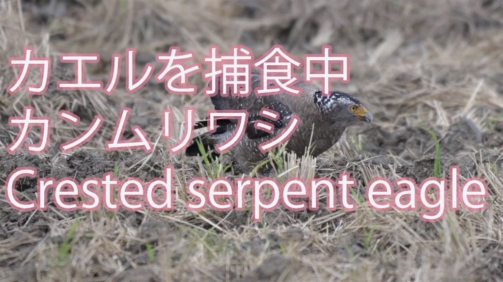 【カエルを捕食中】 カンムリワシ Crested serpent eagle