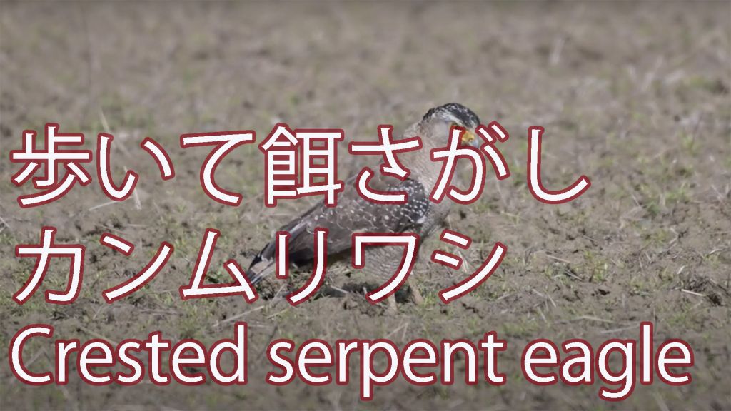 【歩いて餌さがし】 カンムリワシ Crested serpent eagle
