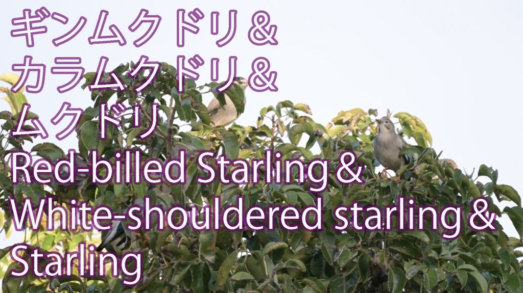 【沢山渡来！】 ギンムクドリ＆カラムクドリ＆ムクドリ Red-billed Starling＆White-shouldered starling＆Starling