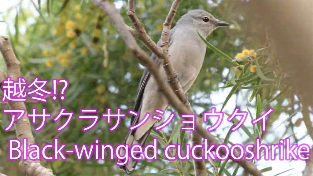 【越冬!?】  アサクラサンショウクイ  Black-winged cuckooshrike