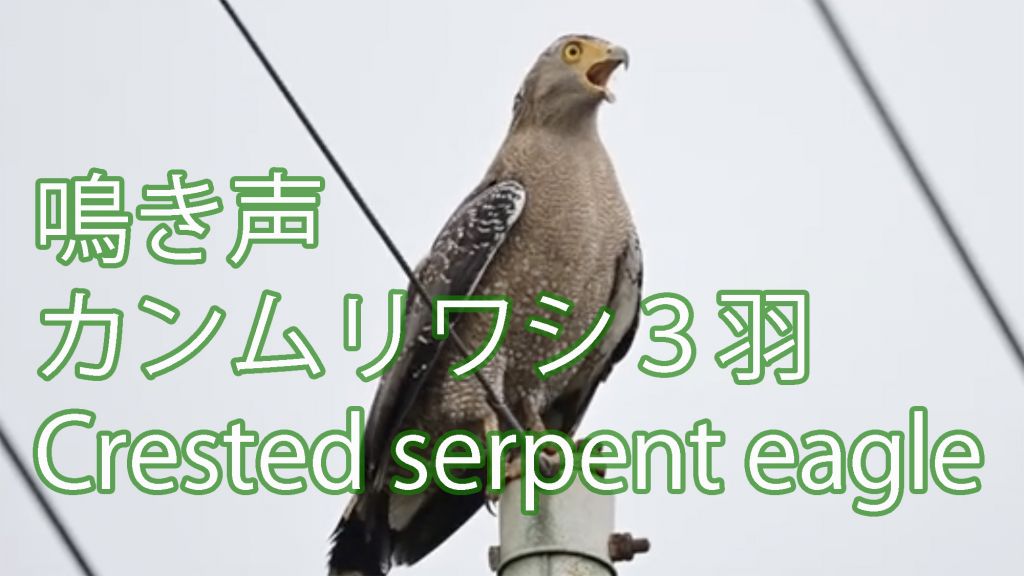 【鳴き声】カンムリワシ ３羽 Crested serpent eagle