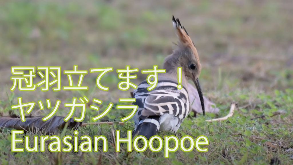 【冠羽立てます！】 ヤツガシラ Eurasian Hoopoe