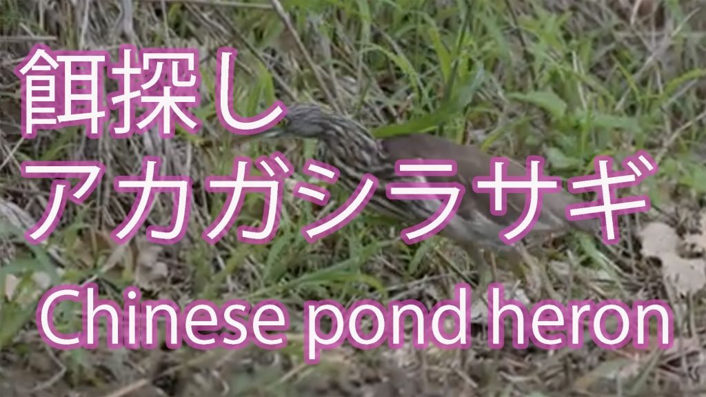 【餌探し】アカガシラサギ Chinese pond heron