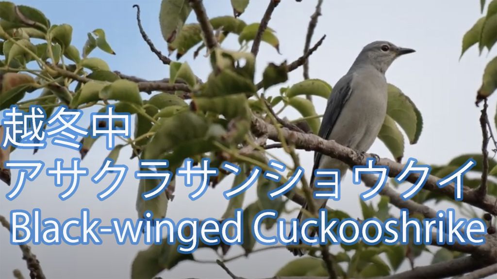 【越冬中】 アサクラサンショウクイ Black-winged Cuckooshrike