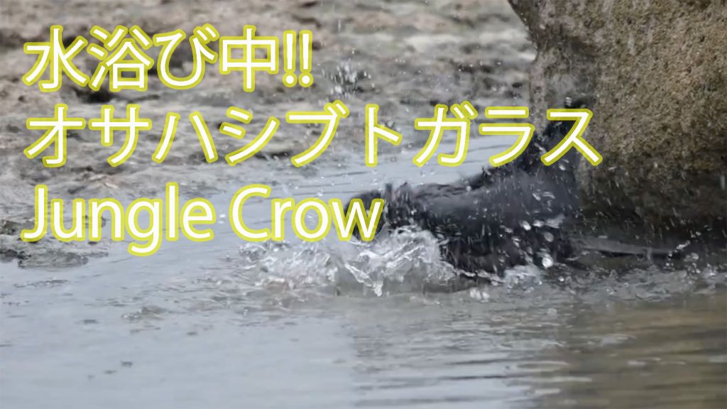 【水浴び中のカラス】 オサハシブトガラス  Jungle Crow