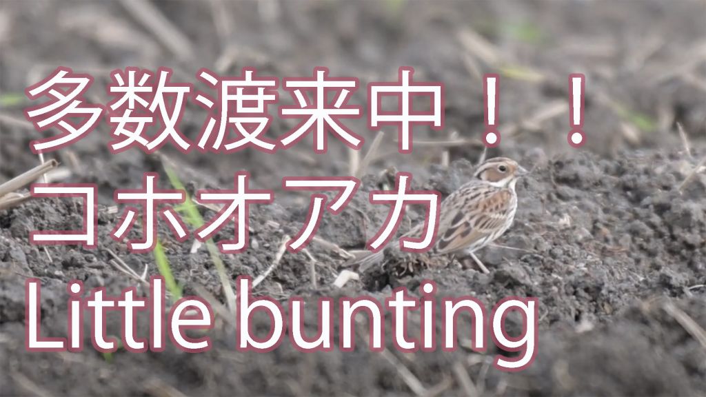 【多数渡来中】 コホオアカ Little bunting