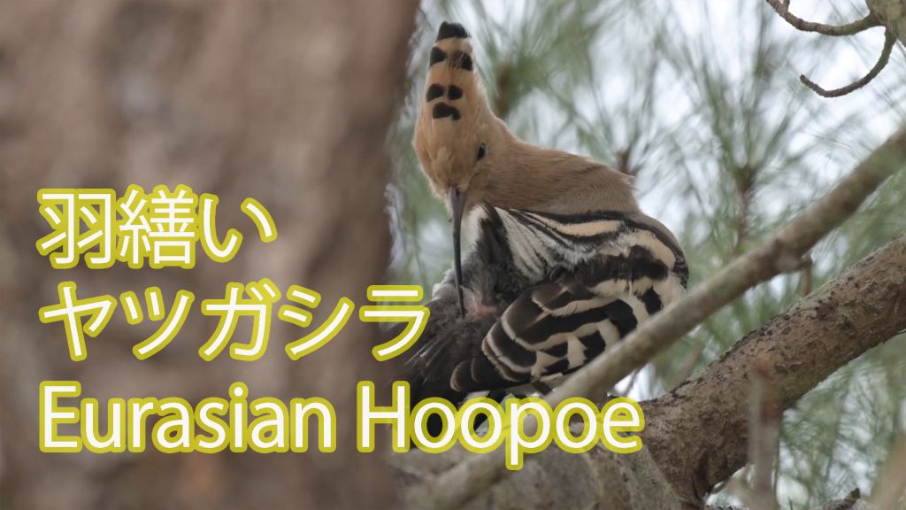 【羽繕い】 ヤツガシラ Eurasian Hoopoe