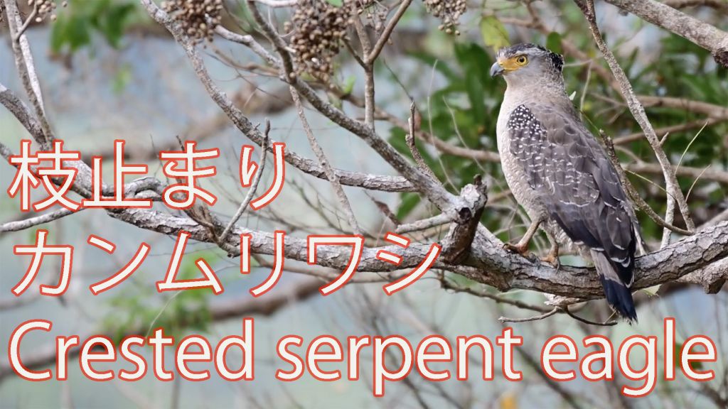 【枝止まり】カンムリワシ Crested serpent eagle