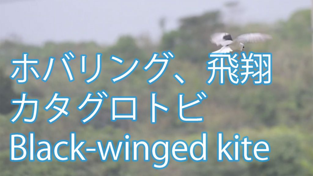 【ホバリング、飛翔】 カタグロトビ Black-winged kite