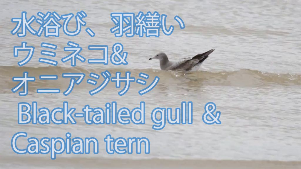【水浴び、羽繕い】  ウミネコ& オニアジサシ  Black-tailed gull &Caspian tern