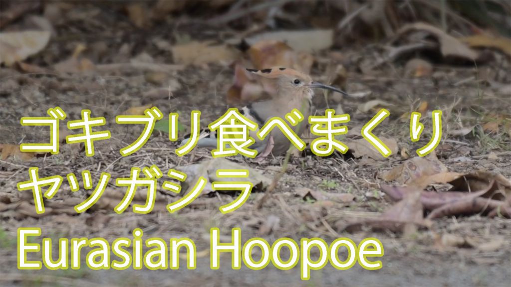 【ゴキブリ食べまくり】 ヤツガシラ Eurasian Hoopoe