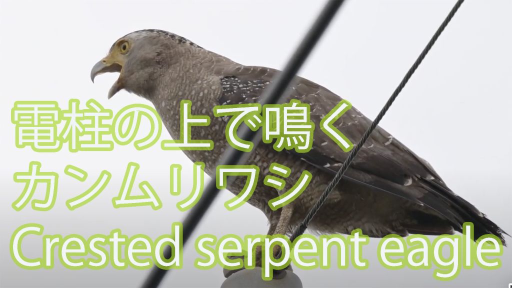 【鳴き声】 電柱の上で鳴くカンムリワシ Crested serpent eagle