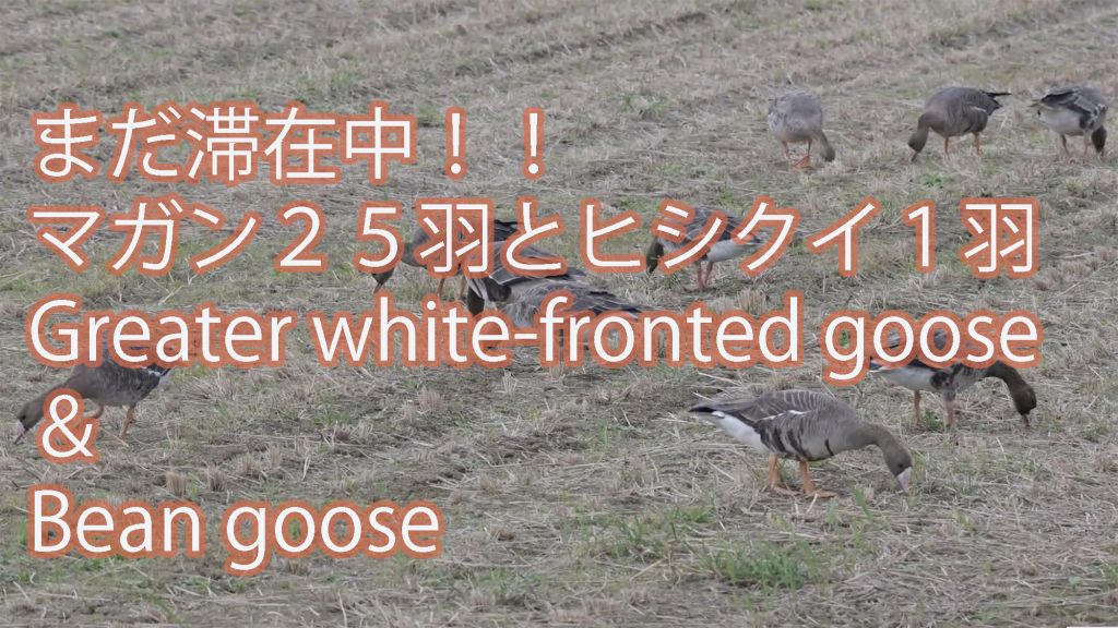 【まだ滞在中】 マガン２５羽とヒシクイ１羽 Greater white-fronted goose＆Bean goose