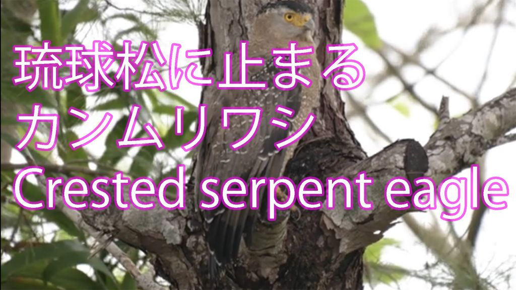 【同化】琉球松に止まるカンムリワシ Crested serpent eagle