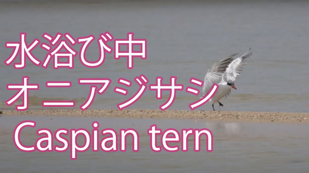 【水浴び中】オニアジサシ Caspian tern