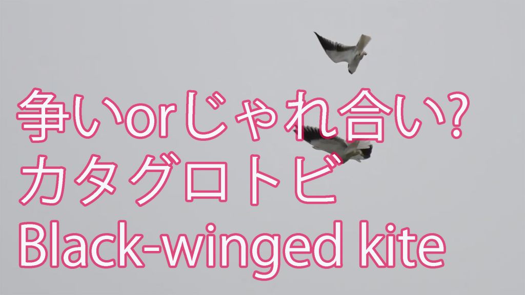 【争いorじゃれ合い?】 カタグロトビ Black-winged kite