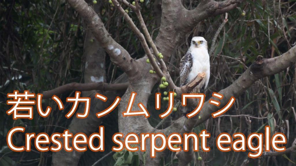 【枝止まり】 若いカンムリワシ Crested serpent eagle