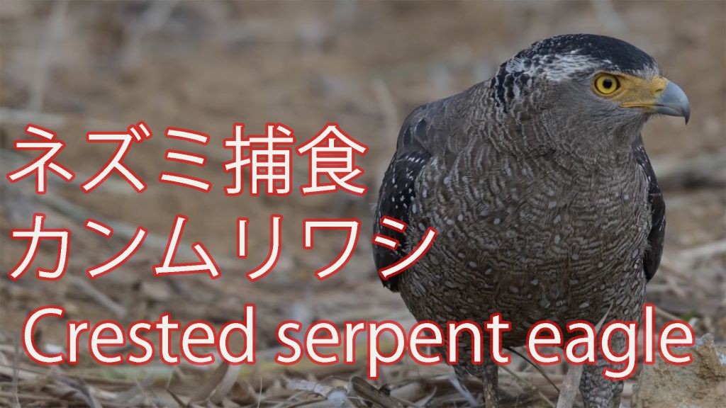 【ネズミ捕食】 カンムリワシ Crested serpent eagle