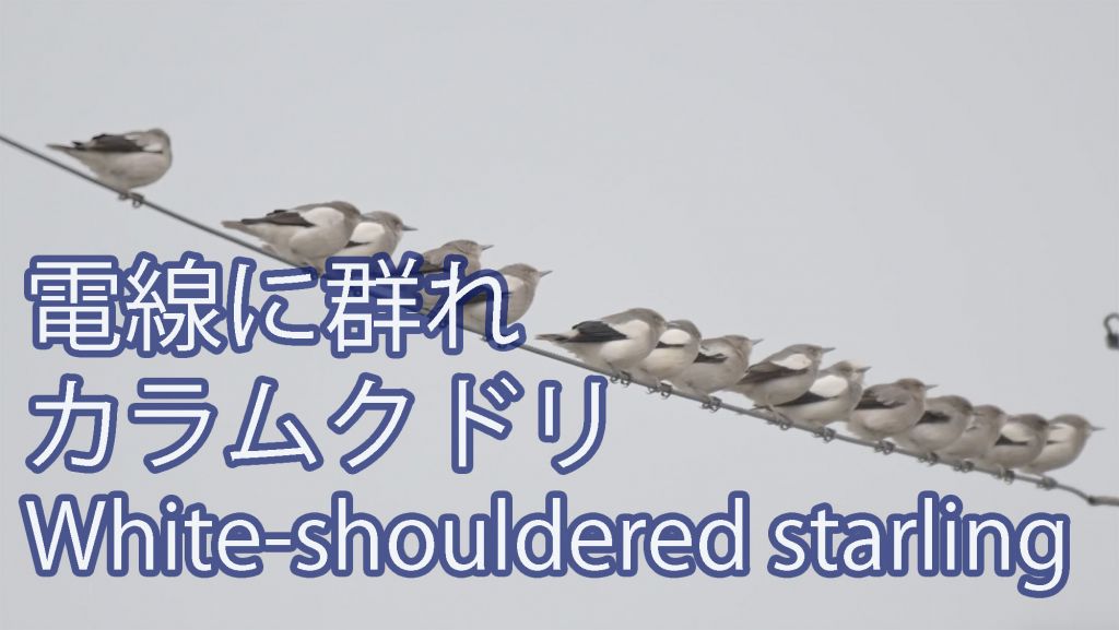【電線に群れ】 カラムクドリ White-shouldered starling