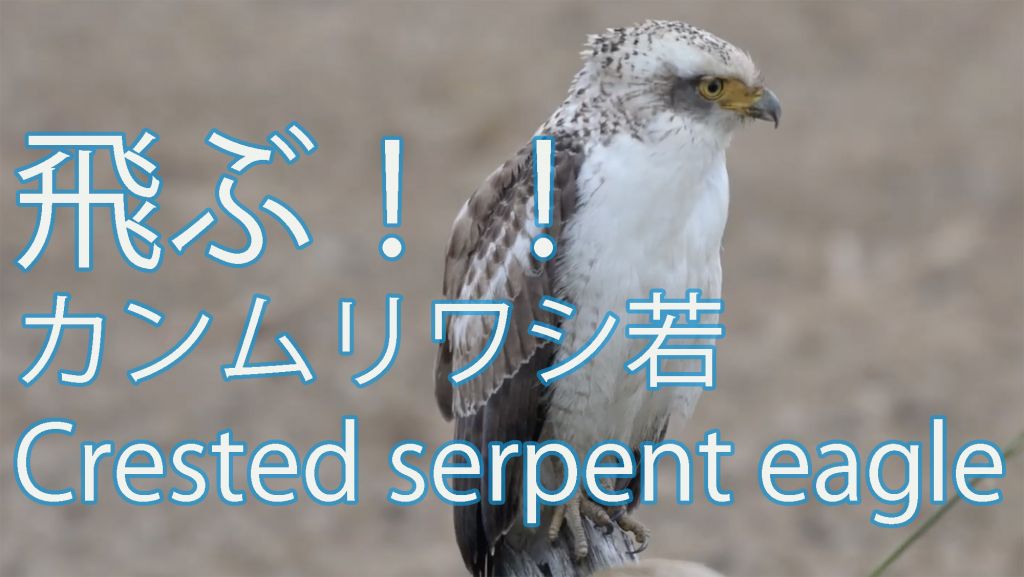 【飛ぶ】  カンムリワシ若  Crested serpent eagle 