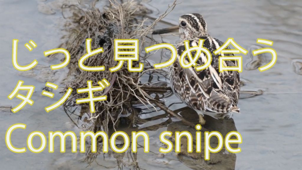 【じっと見つめ合う】タシギ Common snipe