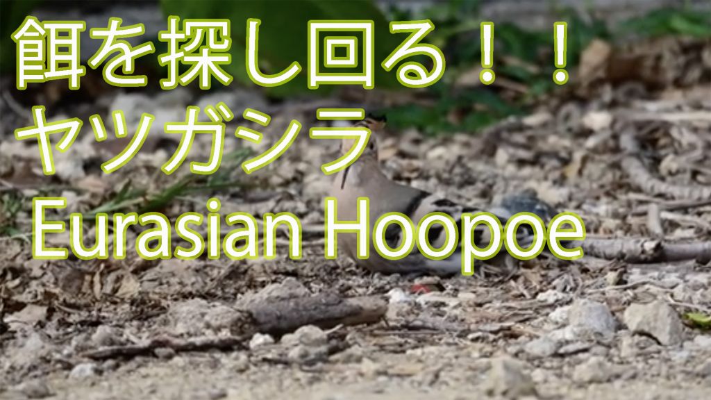 【餌を探し回る！】ヤツガシラ Eurasian Hoopoe
