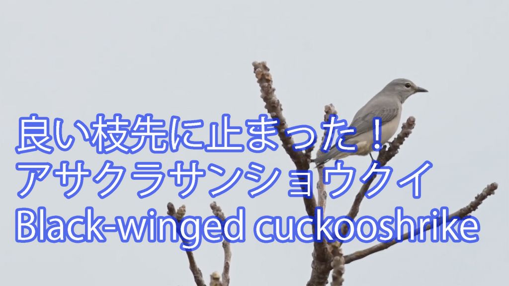 【良い枝先に止まった！】アサクラサンショウクイ  Black-winged cuckooshrike