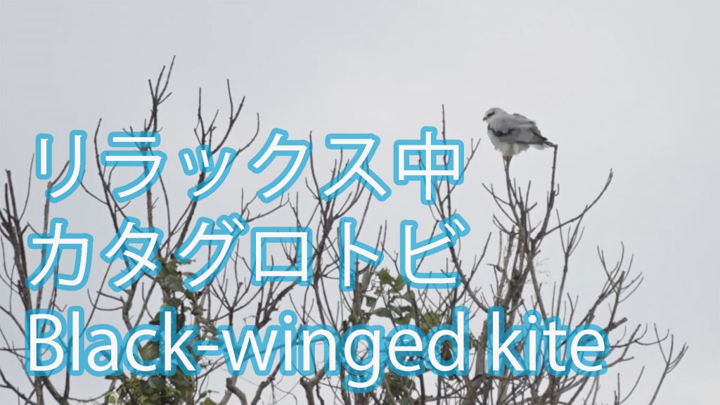 【リラックス中】カタグロトビ  Black-winged kite