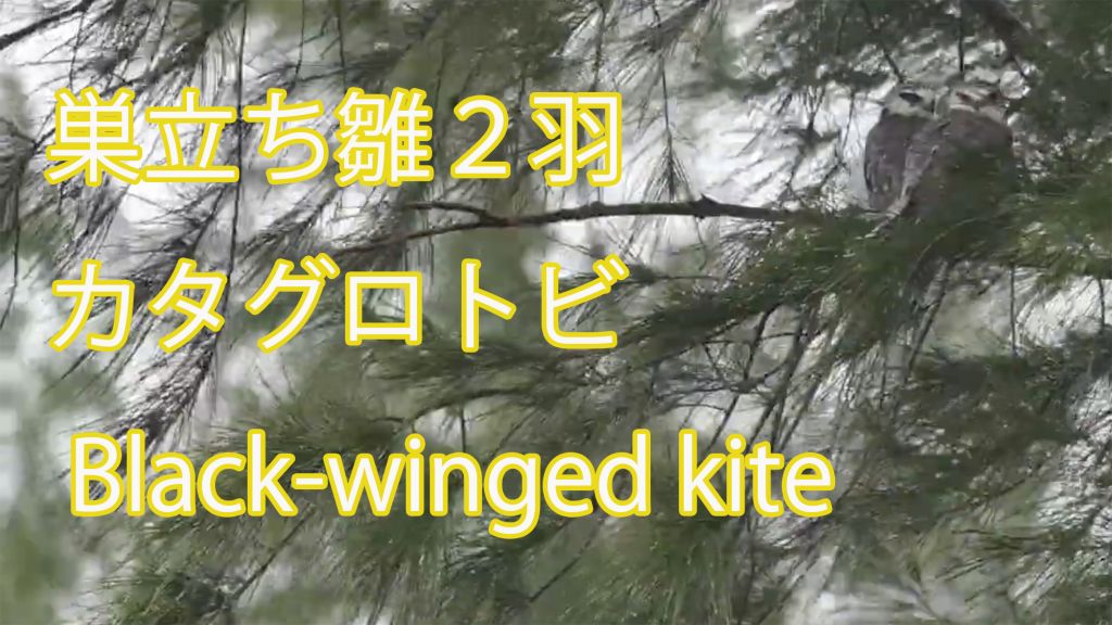 【巣立ち雛２羽】 カタグロトビ Black-winged kite