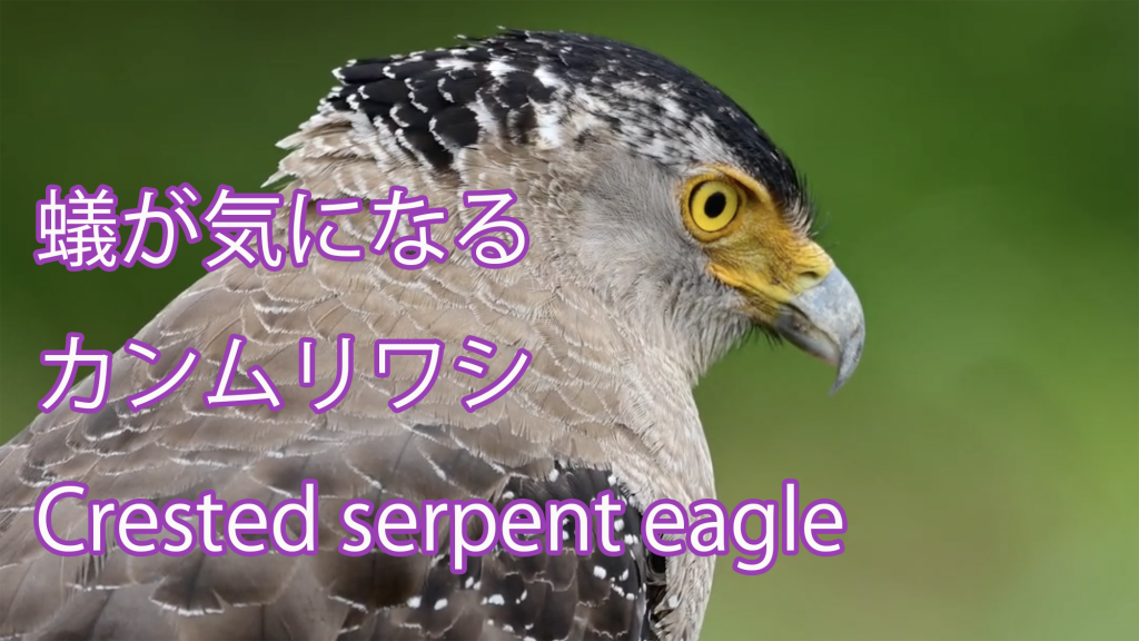 【蟻が気になる】 カンムリワシ Crested serpent eagle
