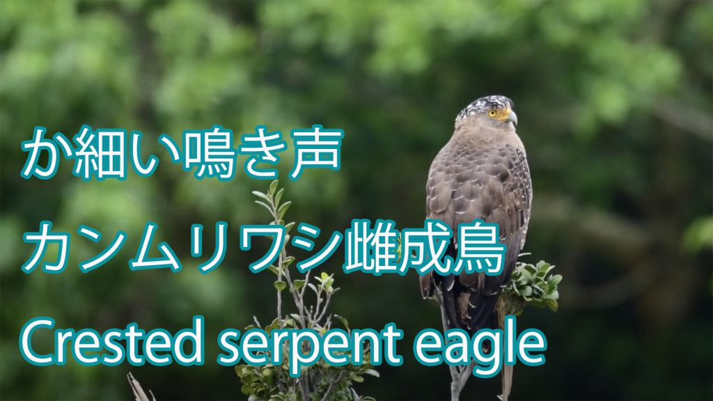 【か細い鳴き声】カンムリワシ雌成鳥 Crested serpent eagle