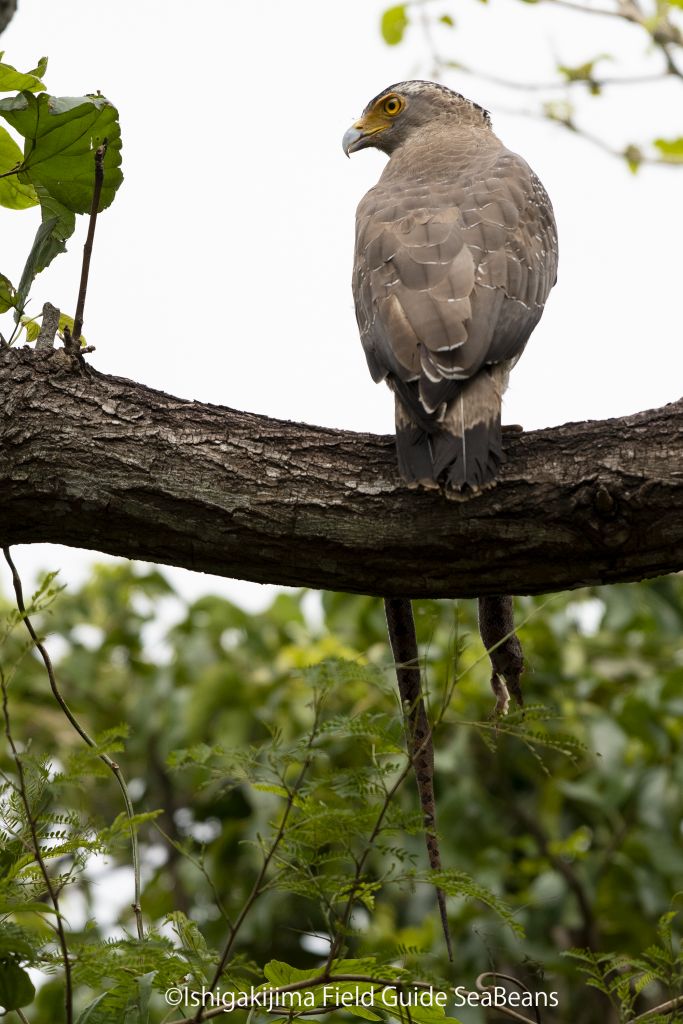 サキシマハブを捕獲したカンムリワシ！！Crested serpent eagle