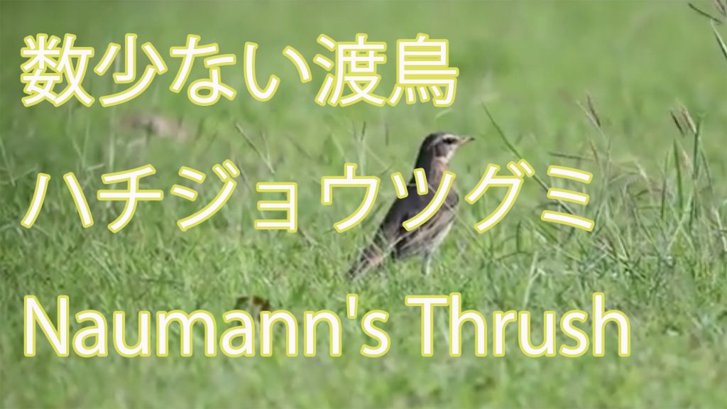 【数少ない渡鳥】 ハチジョウツグミ Naumann's Thrush
