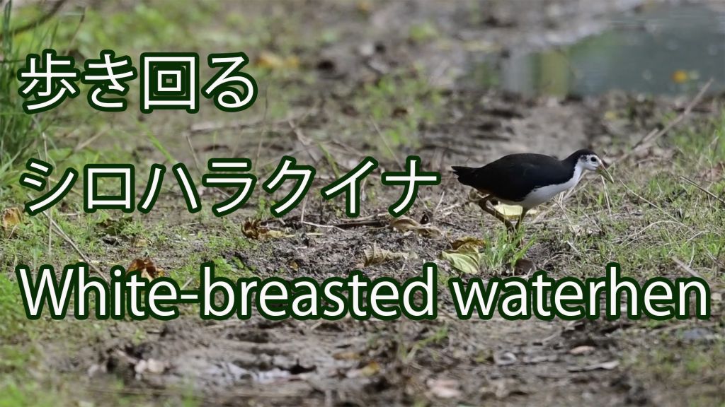 【歩き回る】シロハラクイナ White-breasted waterhen