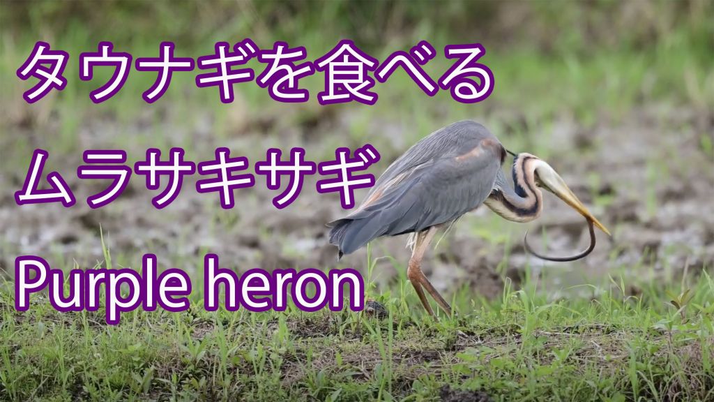 【タウナギを食べる】ムラサキサギ Purple heron