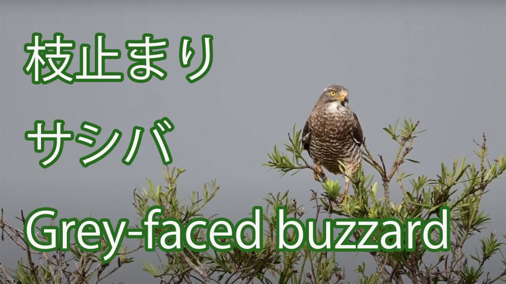 【枝止まり】サシバ  Grey-faced buzzard