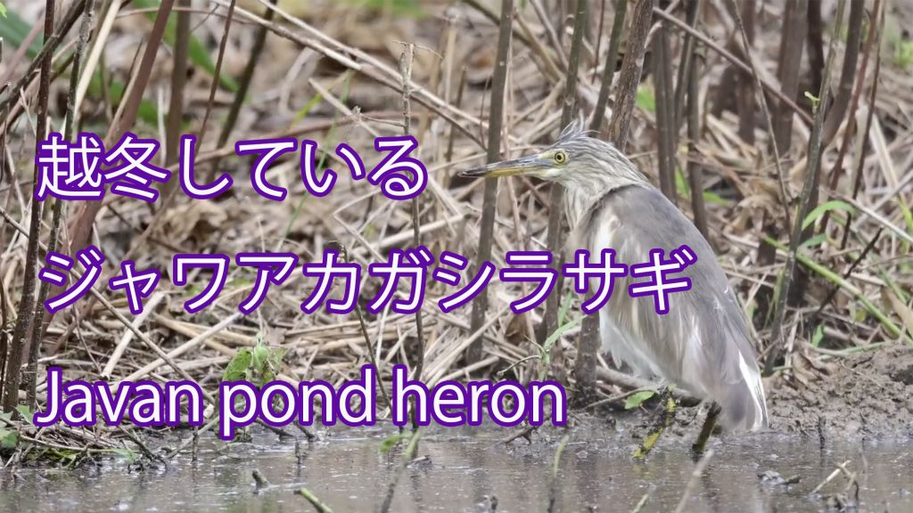 【越冬している】 ジャワアカガシラサギ   Javan pond heron