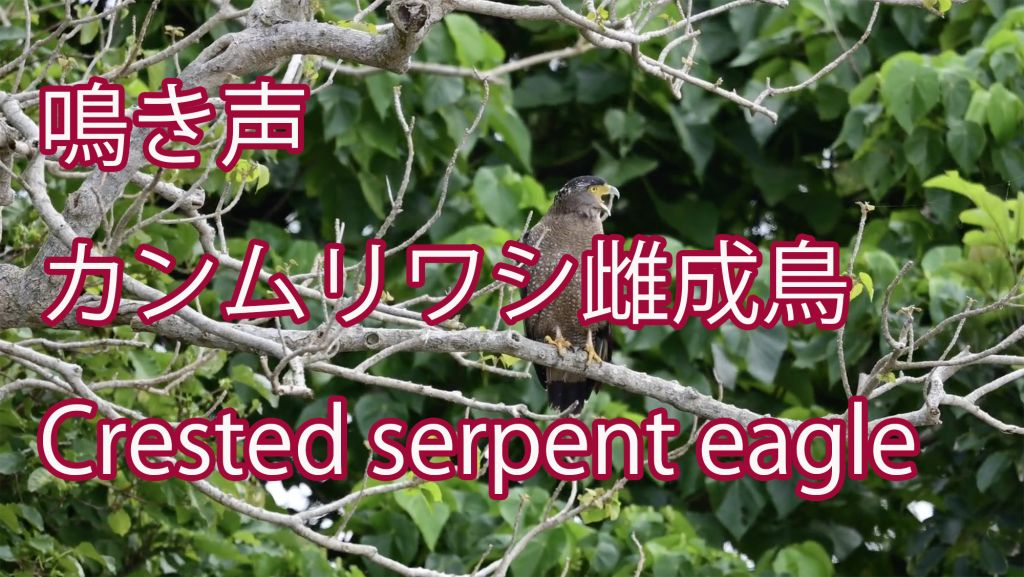 【鳴き声】 カンムリワシ雌成鳥 Crested serpent eagle