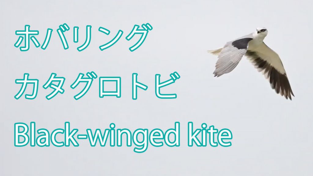 【ホバリング】カタグロトビ Black-winged kite