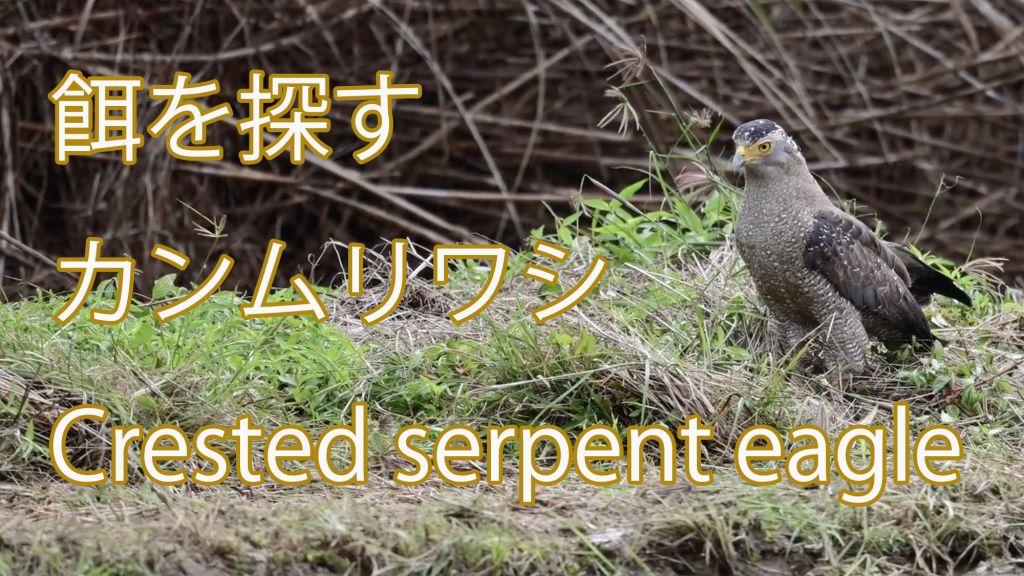 餌を探すカンムリワシ Crested serpent eagle