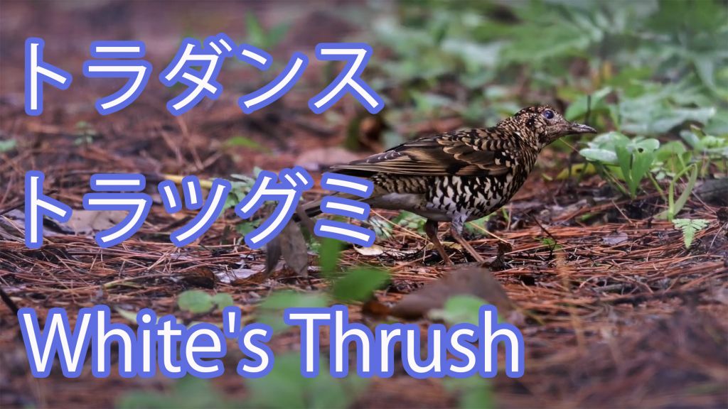 【トラダンス】トラツグミ White's Thrush