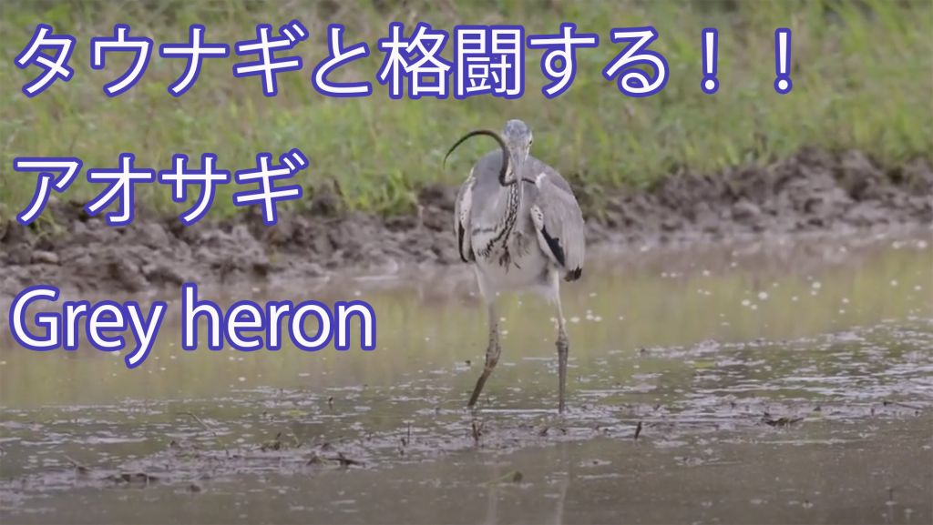 【タウナギと格闘する！！】 アオサギ Grey heron