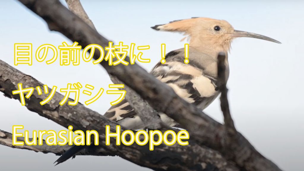 【目の前の枝に！！】ヤツガシラ Eurasian Hoopoe