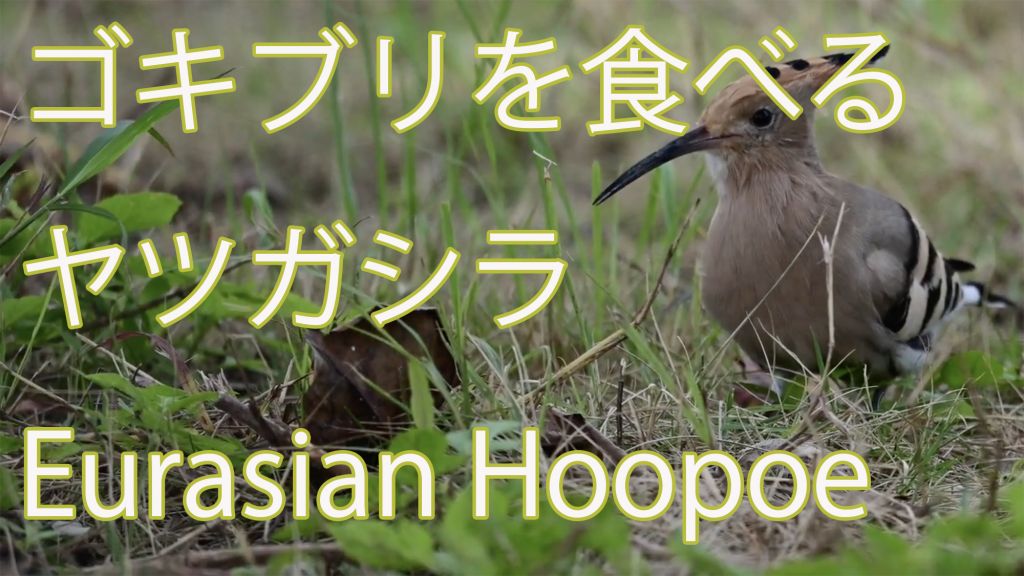【ゴキブリを食べる】  ヤツガシラ  Eurasian Hoopoe