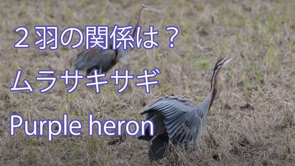 【２羽の関係は？】ムラサキサギ Purple heron