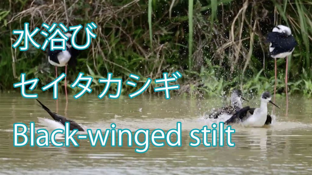 【水浴び 】 セイタカシギ Black-winged stilt