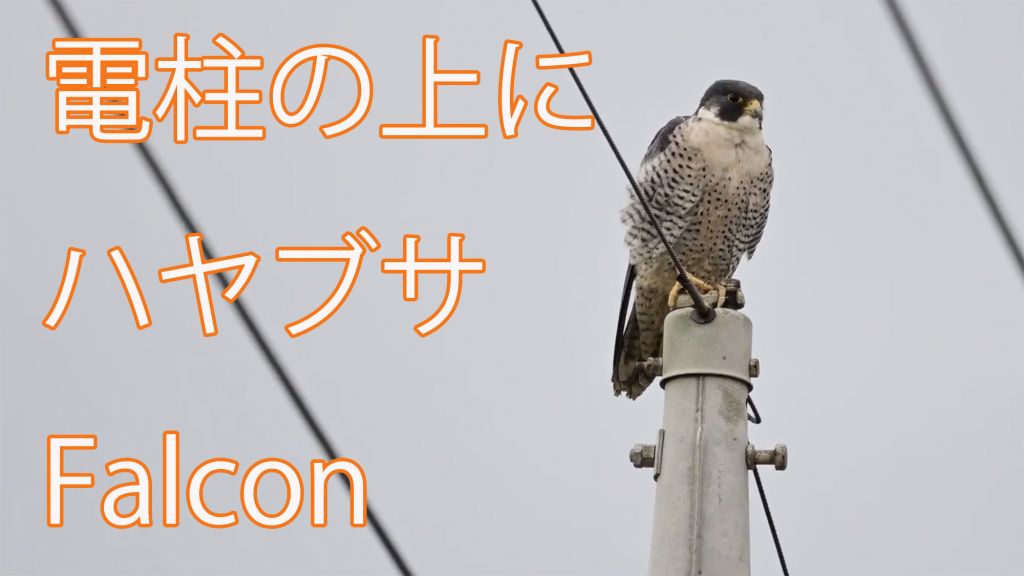 【電柱の上に】 ハヤブサ Falcon